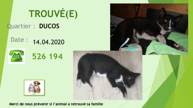 TROUVE CHATON NOIR ET BLANC A LA SCET LE 14.04.2020 Diap1529