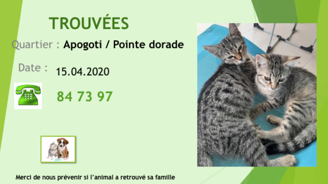 TROUVEES 2 CHATTES A APOGOTI POINTE DORADE LE 15.04.2020 Diap1537