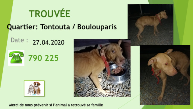 TROUVÉE X PITBULL FAUVE TRÈS MAIGRE sur les rives de TONTOUTA COLLIER ROUGE ABIMÉ  LE 27.04.2020 Diap1578