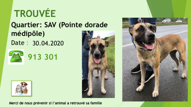 TROUVEE X BOUVIER BERGER SUR LA SAV (DORADE MEDIPOLE) LE 30.04.2020 Diap1592