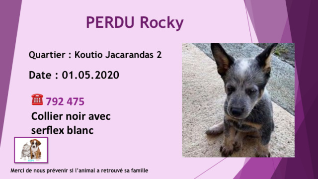 bleu - PERDU ROCKY CHIOT BLEU BOUVIER AUSTRALIEN  COLLIER NOIR SERFLEX BLANC A KOUTIO JACARANDAS 2 LE 01.05.2020 Diap1595