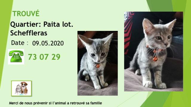 TROUVE chat tigré gris collier rouge avec clochette à Paita Scheffleras le 09/05/2020 Diap1632