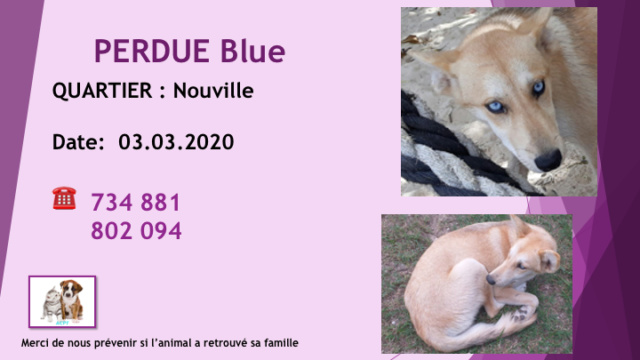 PERDUE BLUE X HUSKY CREME CARAMEL YEUX BLEUS A NOUVILLE LE 03.03./ 04. 2020 Diap1636