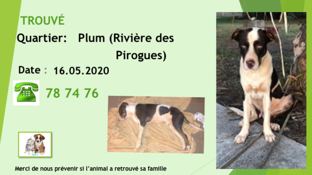 pitbull - TROUVÉ  X PITBULL MARRON FONCÉ NOIR/ BLANC A PLUM RIVIERE DES PIROGUES LE 16.05.2020 Diap1642
