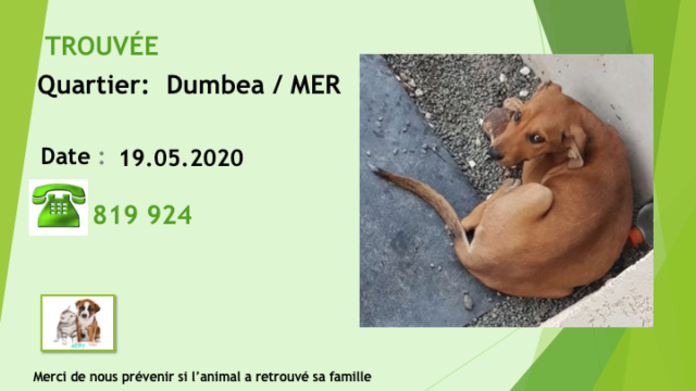 TROUVEE CHIOT FAUVE 3/4 mois A DUMBEA SUR MER LE 19.05.2020 Diap1651