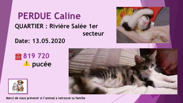 chatte - PERDUE CALINE CHATTE TRICOLORE DOMINANCE BLANCHE PUCÉE A RIVIERE SALEE 1ER SECTUER LE 13.05.2020 Diap1669
