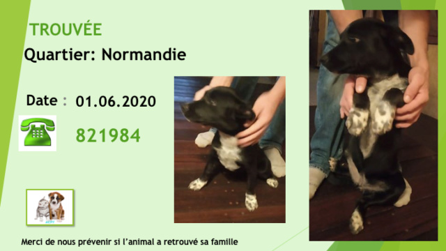 TROUVEE CHIOT FEMELLE A NORMANDIE X BOUVIER AUSTRALIEN LE 01.06.2020 Diap1696