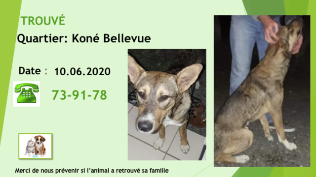 TROUVE X HUSKY MARRON CHAUSSETTES BLANCHES A KONÉ BELLEVUE LE 10.06.2020 Diap1723