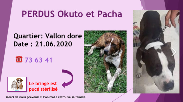 PERDUS OKUTO chien bringé, chaussettes, poitrail, bout de queue, liste et bout de nez blancs castré et pucé et PACHA pitbull noir et blanc au Vallon Dore le 21/06/2020 Diap1791