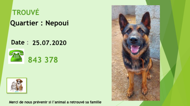 TROUVE BERGER ALLEMAND A NEPOUI LE 25.07.2020 Diap1836