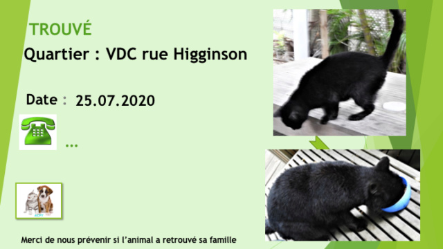 TROUVE CHAT NOIR VALLEE DES COLONS RUE HIGGINSON LE 25.07.2020 Diap1837