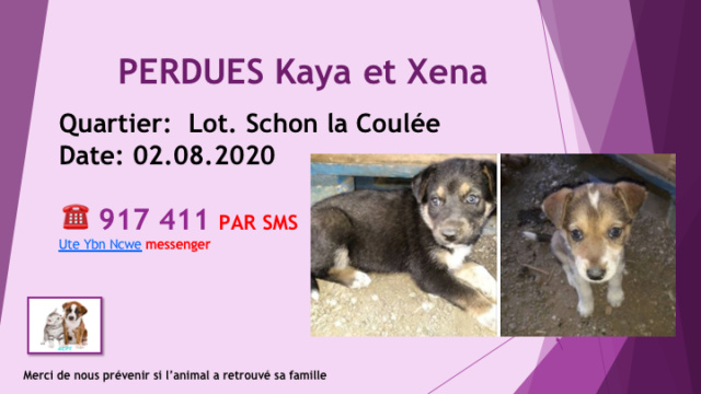 PERDUES KAYA ET XENA 2 CHIOTS FEMELLES A LA COULEE LOT SCHON LE 02.08.2020 Diap1857