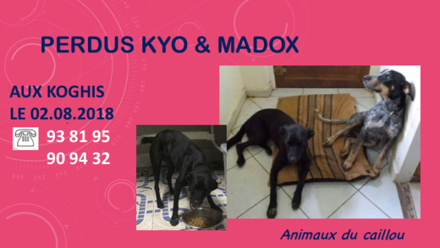 PERDUS KYO CHIENNE NOIRE ET MADOX GRIS X BOUVIER MALE AUX KOGHIS LE 02.08.2018 Diapo101