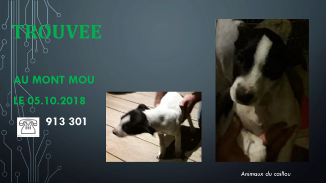 TROUVEE CHIENNE NOIRE ET BLANCHE AU MONT MOU LE 05.10.2018 Diapo185