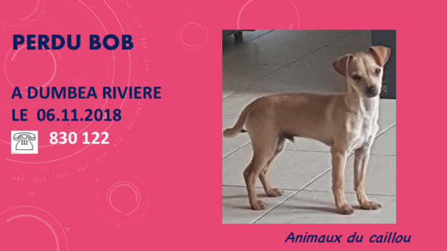 PERDU BOB STYLE CHIHUAHUA BEIGE FONCE A DUMBEA RIVIERE LE 11.11.2018 Diapo243