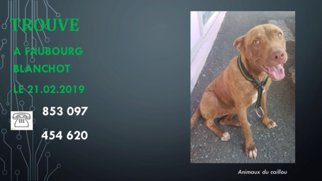 TROUVEE PITBULL MARRON AU FAUBOURG BLANCHOT AVEC COLLIER VERT LE 21.02.2019 Diapo441