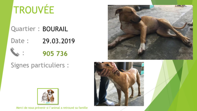 TROUVEE X PITBULL FAUVE ET BLANCHE A BOURAIL LE 29.03.2019 Diapo492