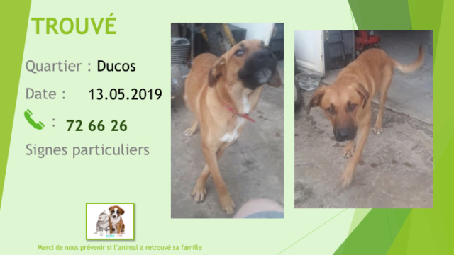 chien - TROUVE CHIEN FAUVE COLLIER ROUGE A DUCOS LE 13.05 2019 Diapo561