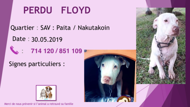 PERDU FLOYD PITBULL BLANC OREILLES NON COUPEES YEUX CLAIRS SUR LA SAV ENTRE PAITA ET NAKUTAKOIN LE 30.05.2019  Diapo570