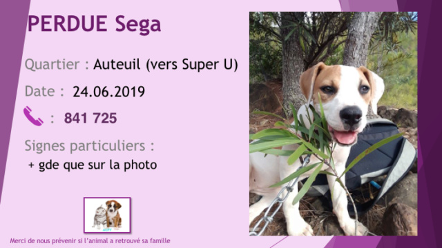 PERDUE SEGA A AUTEUIL LE 24.06.2019 BOULEDOGUE AMERICAINE  Diapo644