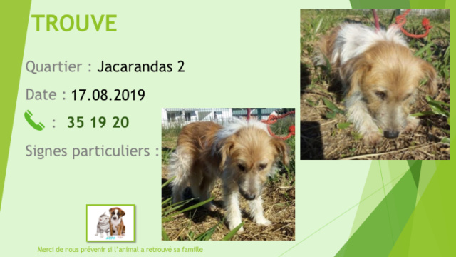 TROUVE X FOX GRIFFON BEIGE ET BLANC A JACARANDAS 2 LE 17.08.2019 Diapo792