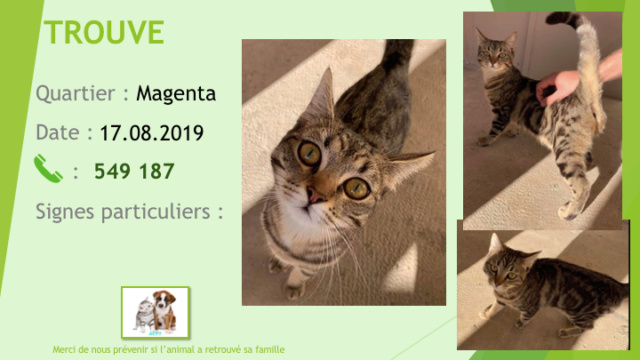 TROUVÉ CHAT TIGRÉ A MAGENTA RUE FELIX BROCHE LE 17.08.2019 Diapo793