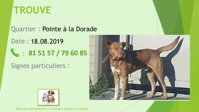 chien - TROUVE CHIEN X PITBULL FAUVE PLASTRON BLANC COLLIER A DSM/ LA POINTE A LA DORADE LE 18.08.2019 Diapo799