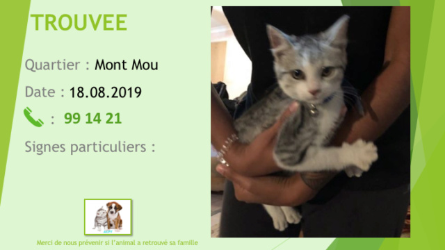 chatte - TROUVEE CHATTE TIGREE GRIS CLAIR COLLIER CLOCHETTE AU MONT MOU LE 18.08.2019 Diapo806