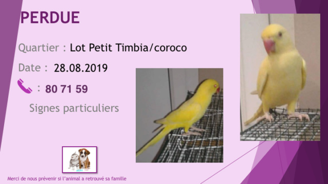 PERDUE  PERRUCHE A COLLIER LOT TIMBIA/ COROCO LE 28.08.2019 Diapo843