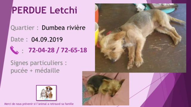 PERDUE LETCHI YORKSHIRE TOY PUCEE MEDAILLE A DUMBEA RIVIERE LE 04.09.2019 Diapo868