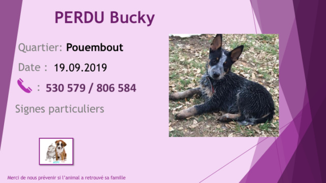 PERDU BUCKY CHIOT BOUVIER AUSTRALIEN BLEU A POUEMBOUT LE 19.09.2019 Diapo921