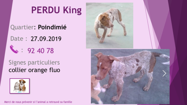 pitbull - PERDU KING A POINDIMIE X PITBULL BOUVIER ROUE COLLIER ORANGE FLUO LE 27.09.2019 Diapo953
