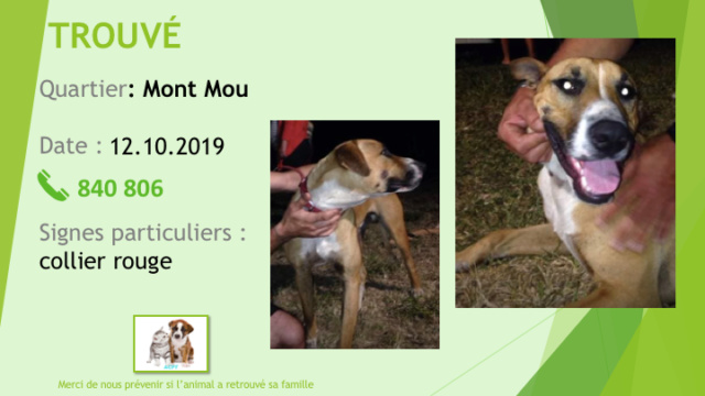 chien - TROUVE CHIEN MARRON PLASTRON BLANC GUEULE NORE X ROUGE? COLLIER PRESTIGE ROUGE AU MONT MOU LE 12.10.2019 Diapo988