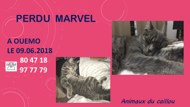 PERDU MARVEL GRIS TIGRE A OUEMO LE 09.06.2018 Diapos10