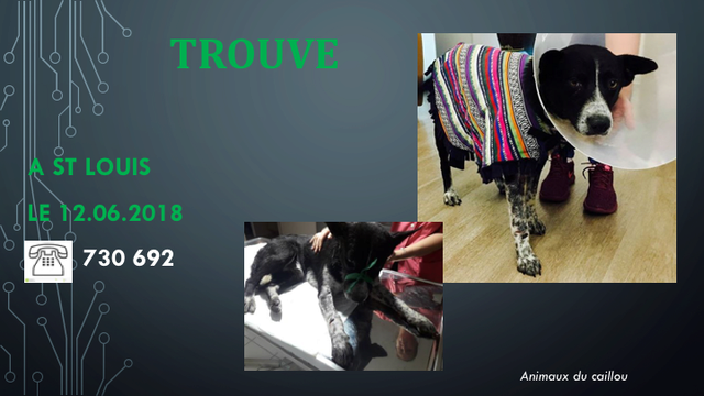 chien - TROUVE CHIEN X BOUVIER A ST LOUIS LE 12.06 A L ADOPTION 14.06.2018 Diapos19