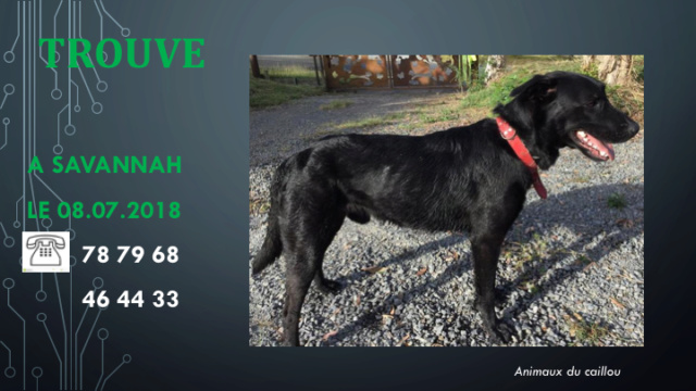 berger - TROUVE CHIEN NOIR X BERGER COLLIER ROUGE A SAVANNAH LE 08.07.2018 Diapos70