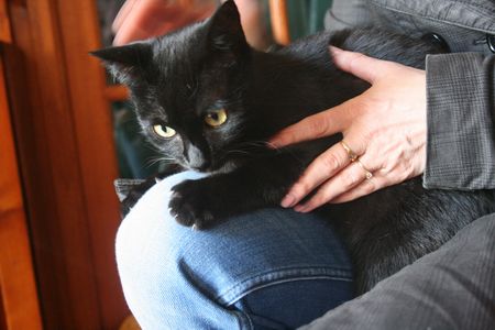 Satie, belle chatte noire, née fin 2012 Satie112