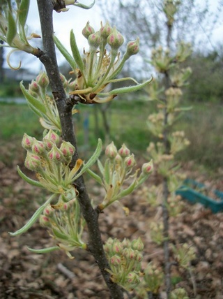 Pyrus calleryan "Chanticleer" Photo101