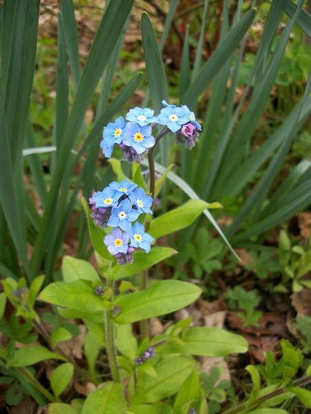 myosotis Photo117