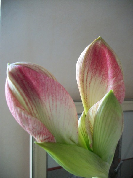 amaryllis - Page 6 Photo344