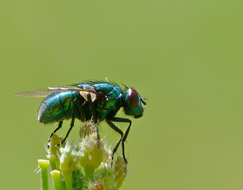 Une photo par jour, thème totalement libre ! Mouche12