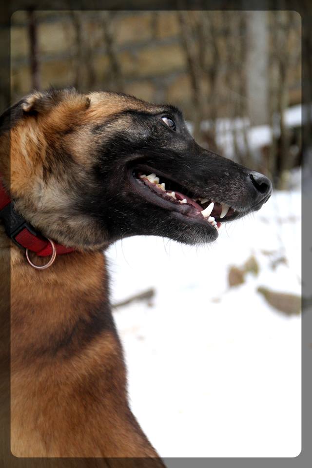 cain - CAIN, M-Type malinois, né 2015, taille moyenne (REAA) Doit changer d'ASSO (ANIMALS RESCUE) URGENT - Page 3 Cain_011