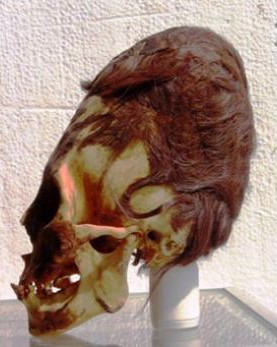 [Paléoanthropologie] Analyses ADN du crâne de Paracas (février 2014) Analys11