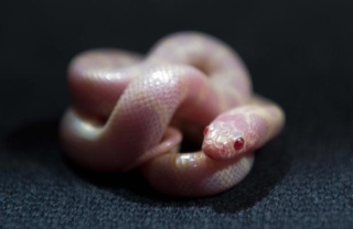 [Zoologie - Reptiles] Les îles Canaries envahies par des serpents albinos (mai 2014) Des_se10