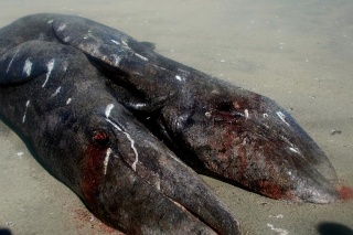 [Zoologie - Tératologie] Deux baleineaux siamois retrouvés morts au Mexique (janiver 2014) Deux_b10