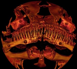 [Zoologie - Ichtyologie] Un poisson qui évoque le film Alien avec sa mâchoire !!! (mai 2014) Krypto10