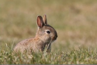 [Zoologie - Mammifère] L'île de Canna déclare la guerre aux lapins (Écosse) L_ale_10