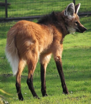 [Cryptozoologie - Canidé - Massif des Andes] Le loup des Andes (Amérique du Sud) (Crypto-Investigations) Le_lou11