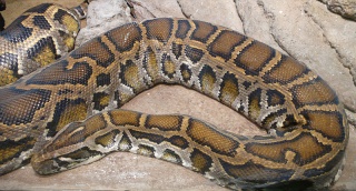 [Zoologie - Reptile] Un serpent de 5 mètres retrouvé mort dans le Cantal (décembre 2013) Un_sep10