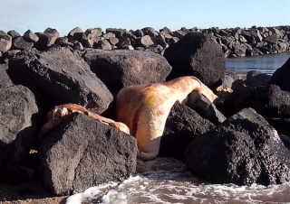 [Cryptozoologie - Marin] Une étrange créature s'échoue sur une plage près de Vias (décembre 2013) Une_dr10